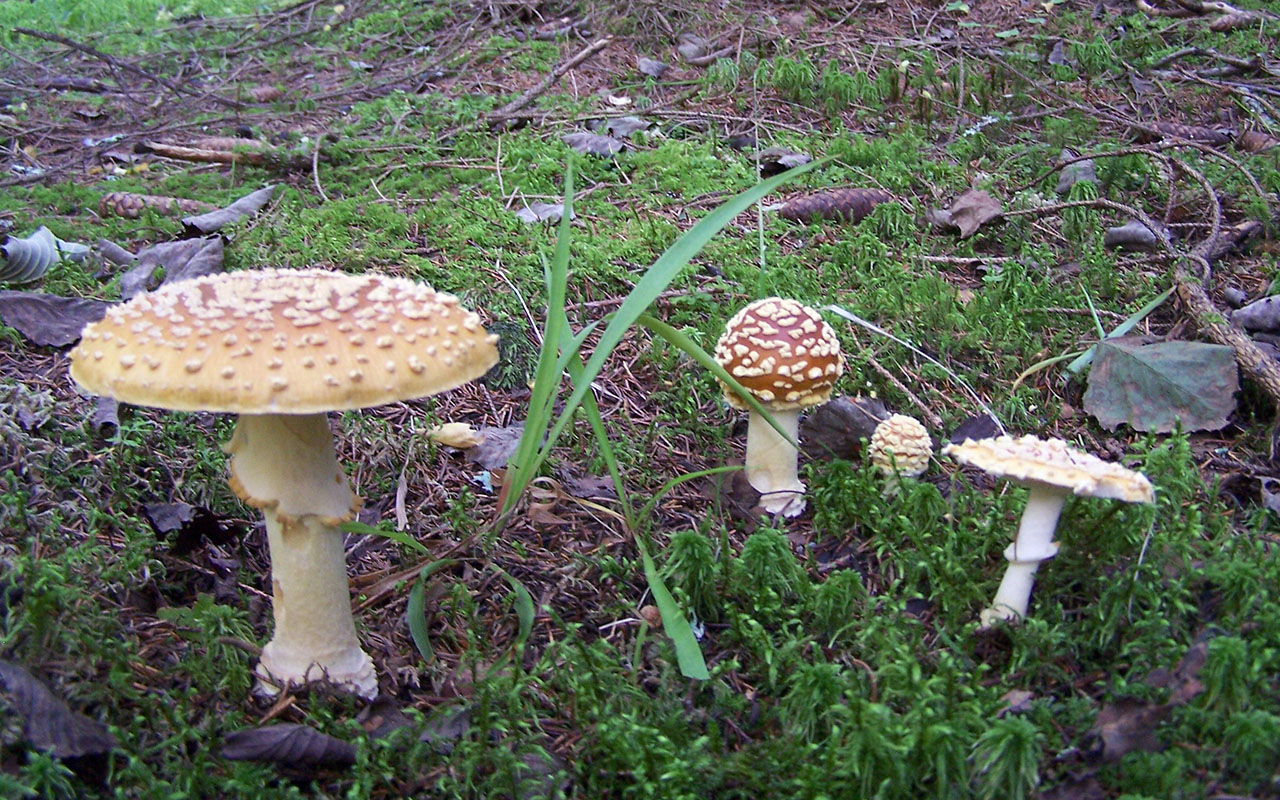 Мухомор королевский - Amanita regalis - Грибы Уломы Железной